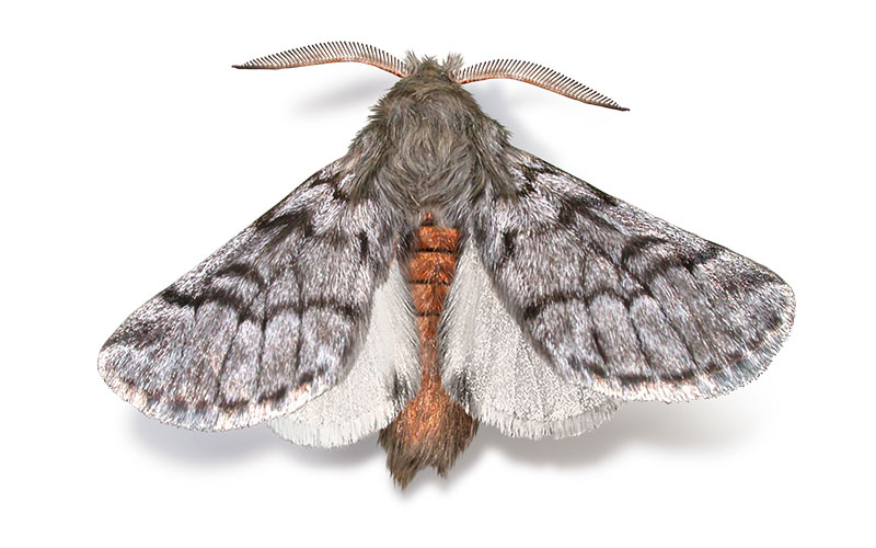 papillon