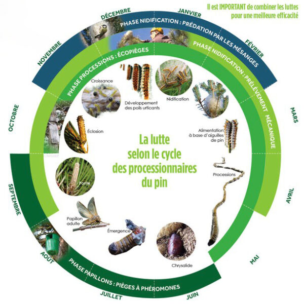 schema-chenilles-processionnaires-600x600 schema-chenilles-processionnaires-600x600