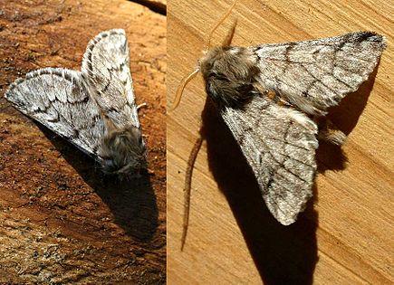 435px-Traumatocampa_pityocampa01 435px-Traumatocampa_pityocampa01
